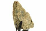 Dinosaur (Triceratops) Frill Shield Section w/ Stand - South Dakota #363635-2